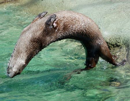 otter flip over